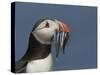 Puffin (Fratercula Arctica) with Beak Full of Sandeels, Farne Islands, Northumberland, England, UK-Richard Steel-Stretched Canvas