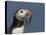 Puffin (Fratercula Arctica) with Beak Full of Sandeels, Farne Islands, Northumberland, England, UK-Richard Steel-Stretched Canvas