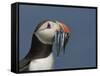 Puffin (Fratercula Arctica) with Beak Full of Sandeels, Farne Islands, Northumberland, England, UK-Richard Steel-Framed Stretched Canvas