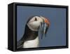 Puffin (Fratercula Arctica) with Beak Full of Sandeels, Farne Islands, Northumberland, England, UK-Richard Steel-Framed Stretched Canvas