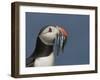 Puffin (Fratercula Arctica) with Beak Full of Sandeels, Farne Islands, Northumberland, England, UK-Richard Steel-Framed Photographic Print