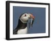 Puffin (Fratercula Arctica) with Beak Full of Sandeels, Farne Islands, Northumberland, England, UK-Richard Steel-Framed Photographic Print