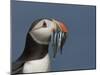 Puffin (Fratercula Arctica) with Beak Full of Sandeels, Farne Islands, Northumberland, England, UK-Richard Steel-Mounted Photographic Print