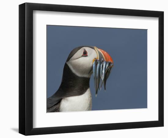 Puffin (Fratercula Arctica) with Beak Full of Sandeels, Farne Islands, Northumberland, England, UK-Richard Steel-Framed Photographic Print