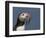 Puffin (Fratercula Arctica) with Beak Full of Sandeels, Farne Islands, Northumberland, England, UK-Richard Steel-Framed Photographic Print