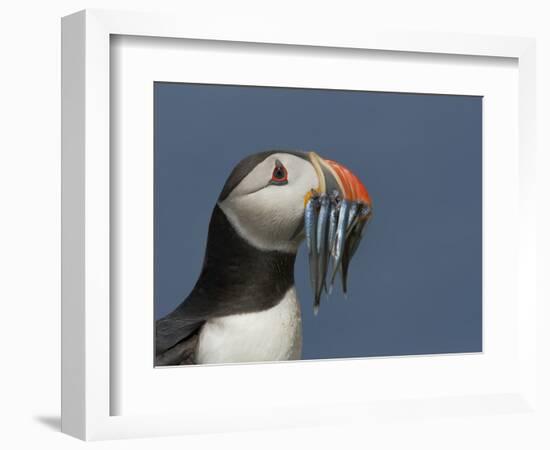 Puffin (Fratercula Arctica) with Beak Full of Sandeels, Farne Islands, Northumberland, England, UK-Richard Steel-Framed Photographic Print