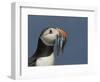 Puffin (Fratercula Arctica) with Beak Full of Sandeels, Farne Islands, Northumberland, England, UK-Richard Steel-Framed Photographic Print