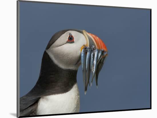 Puffin (Fratercula Arctica) with Beak Full of Sandeels, Farne Islands, Northumberland, England, UK-Richard Steel-Mounted Photographic Print