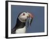 Puffin (Fratercula Arctica) with Beak Full of Sandeels, Farne Islands, Northumberland, England, UK-Richard Steel-Framed Photographic Print