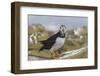 Puffin (Fratercula arctica) with sand eels, Farne Islands, Northumberland, England, United Kingdom,-Ann and Steve Toon-Framed Photographic Print
