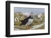 Puffin (Fratercula arctica) with sand eels, Farne Islands, Northumberland, England, United Kingdom,-Ann and Steve Toon-Framed Photographic Print