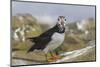 Puffin (Fratercula arctica) with sand eels, Farne Islands, Northumberland, England, United Kingdom,-Ann and Steve Toon-Mounted Photographic Print