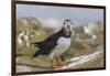 Puffin (Fratercula arctica) with sand eels, Farne Islands, Northumberland, England, United Kingdom,-Ann and Steve Toon-Framed Photographic Print