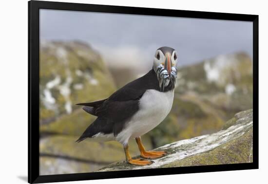 Puffin (Fratercula arctica) with sand eels, Farne Islands, Northumberland, England, United Kingdom,-Ann and Steve Toon-Framed Photographic Print