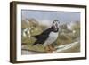 Puffin (Fratercula arctica) with sand eels, Farne Islands, Northumberland, England, United Kingdom,-Ann and Steve Toon-Framed Photographic Print