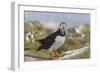 Puffin (Fratercula arctica) with sand eels, Farne Islands, Northumberland, England, United Kingdom,-Ann and Steve Toon-Framed Photographic Print