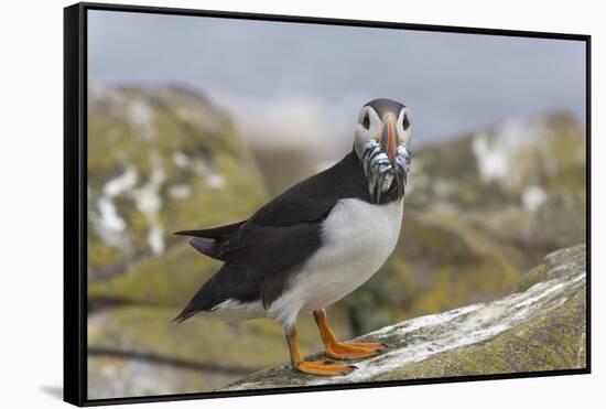 Puffin (Fratercula arctica) with sand eels, Farne Islands, Northumberland, England, United Kingdom,-Ann and Steve Toon-Framed Stretched Canvas