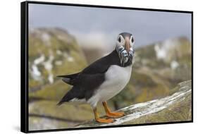 Puffin (Fratercula arctica) with sand eels, Farne Islands, Northumberland, England, United Kingdom,-Ann and Steve Toon-Framed Stretched Canvas