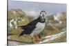 Puffin (Fratercula arctica) with sand eels, Farne Islands, Northumberland, England, United Kingdom,-Ann and Steve Toon-Stretched Canvas