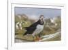 Puffin (Fratercula arctica) with sand eels, Farne Islands, Northumberland, England, United Kingdom,-Ann and Steve Toon-Framed Photographic Print