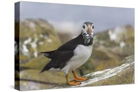 Puffin (Fratercula arctica) with sand eels, Farne Islands, Northumberland, England, United Kingdom,-Ann and Steve Toon-Stretched Canvas