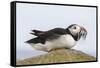 Puffin (Fratercula arctica) with sand eels, Farne Islands, Northumberland, England, United Kingdom,-Ann and Steve Toon-Framed Stretched Canvas