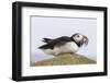 Puffin (Fratercula arctica) with sand eels, Farne Islands, Northumberland, England, United Kingdom,-Ann and Steve Toon-Framed Photographic Print