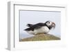 Puffin (Fratercula arctica) with sand eels, Farne Islands, Northumberland, England, United Kingdom,-Ann and Steve Toon-Framed Photographic Print