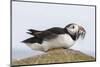 Puffin (Fratercula arctica) with sand eels, Farne Islands, Northumberland, England, United Kingdom,-Ann and Steve Toon-Mounted Photographic Print