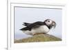 Puffin (Fratercula arctica) with sand eels, Farne Islands, Northumberland, England, United Kingdom,-Ann and Steve Toon-Framed Photographic Print