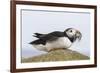 Puffin (Fratercula arctica) with sand eels, Farne Islands, Northumberland, England, United Kingdom,-Ann and Steve Toon-Framed Photographic Print
