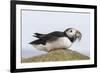 Puffin (Fratercula arctica) with sand eels, Farne Islands, Northumberland, England, United Kingdom,-Ann and Steve Toon-Framed Photographic Print