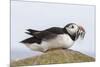 Puffin (Fratercula arctica) with sand eels, Farne Islands, Northumberland, England, United Kingdom,-Ann and Steve Toon-Mounted Photographic Print