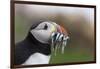 Puffin (Fratercula arctica) with sand eels, Farne Islands, Northumberland, England, United Kingdom,-Ann and Steve Toon-Framed Photographic Print