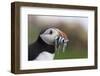 Puffin (Fratercula arctica) with sand eels, Farne Islands, Northumberland, England, United Kingdom,-Ann and Steve Toon-Framed Photographic Print