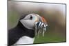 Puffin (Fratercula arctica) with sand eels, Farne Islands, Northumberland, England, United Kingdom,-Ann and Steve Toon-Mounted Photographic Print