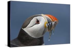 Puffin (Fratercula Arctica) with Sand Eels in Beak, Farne Islands, Northumberland, June-Rob Jordan-Stretched Canvas