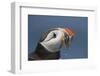 Puffin (Fratercula Arctica) with Sand Eels in Beak, Farne Islands, Northumberland, June-Rob Jordan-Framed Photographic Print