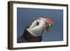 Puffin (Fratercula Arctica) with Sand Eels in Beak, Farne Islands, Northumberland, June-Rob Jordan-Framed Photographic Print