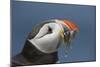 Puffin (Fratercula Arctica) with Sand Eels in Beak, Farne Islands, Northumberland, June-Rob Jordan-Mounted Photographic Print