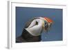 Puffin (Fratercula Arctica) with Sand Eels in Beak, Farne Islands, Northumberland, June-Rob Jordan-Framed Photographic Print