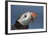 Puffin (Fratercula Arctica) with Sand Eels in Beak, Farne Islands, Northumberland, June-Rob Jordan-Framed Photographic Print