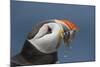 Puffin (Fratercula Arctica) with Sand Eels in Beak, Farne Islands, Northumberland, June-Rob Jordan-Mounted Photographic Print