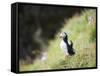 Puffin (Fratercula Arctica)-Christian Kober-Framed Stretched Canvas