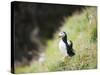 Puffin (Fratercula Arctica)-Christian Kober-Stretched Canvas