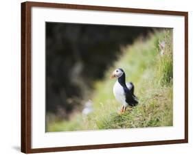 Puffin (Fratercula Arctica)-Christian Kober-Framed Photographic Print