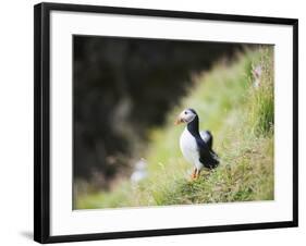 Puffin (Fratercula Arctica)-Christian Kober-Framed Photographic Print