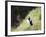 Puffin (Fratercula Arctica)-Christian Kober-Framed Photographic Print