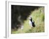 Puffin (Fratercula Arctica)-Christian Kober-Framed Photographic Print