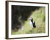 Puffin (Fratercula Arctica)-Christian Kober-Framed Photographic Print